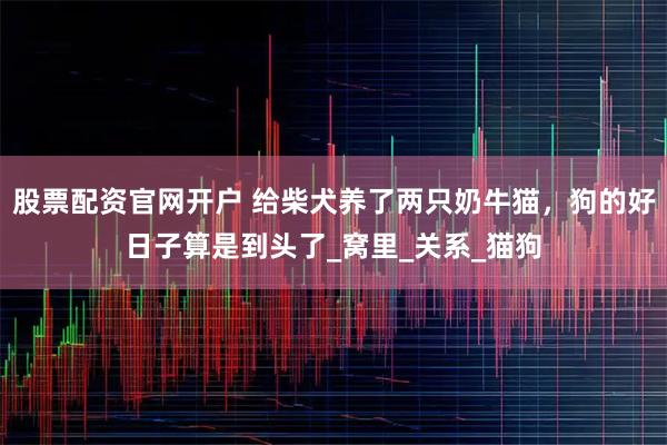 股票配资官网开户 给柴犬养了两只奶牛猫，狗的好日子算是到头了_窝里_关系_猫狗