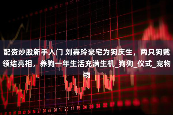 配资炒股新手入门 刘嘉玲豪宅为狗庆生，两只狗戴领结亮相，养狗一年生活充满生机_狗狗_仪式_宠物